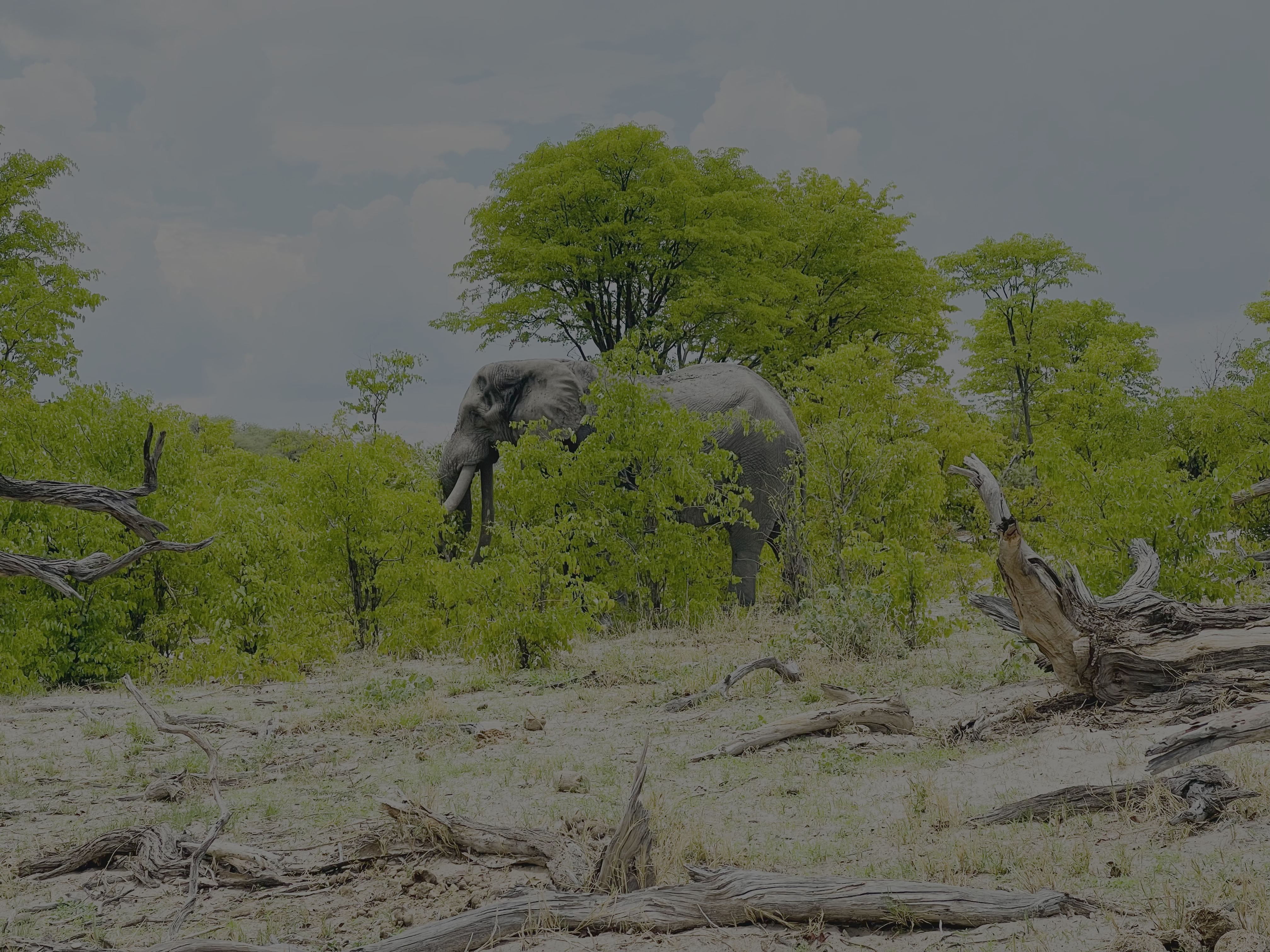 Elephant in the wild