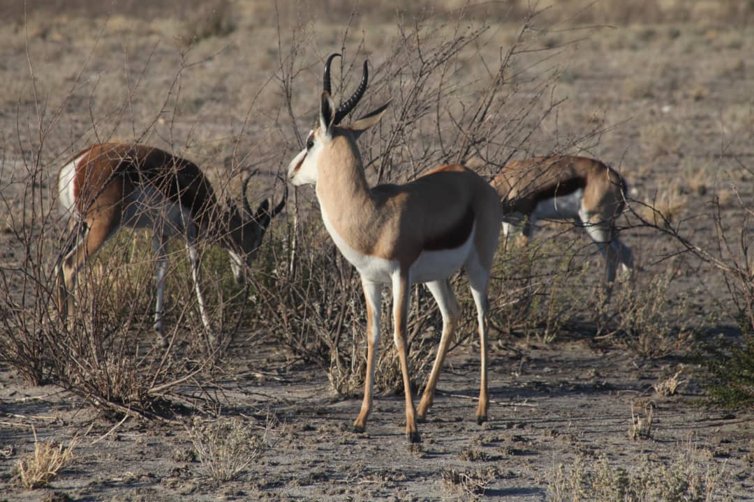 Wildlife