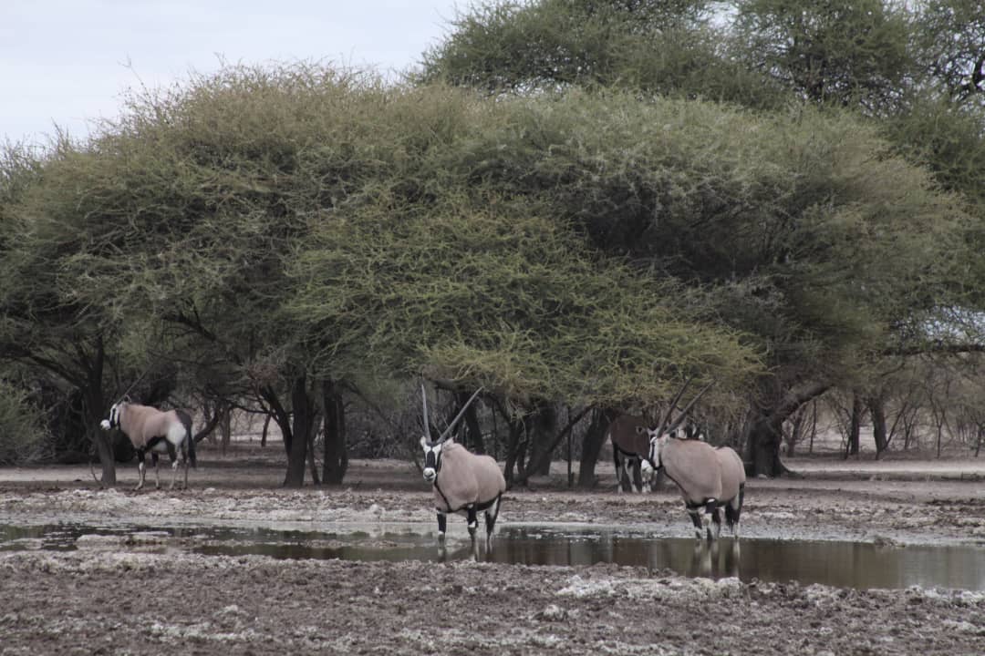 Wildlife